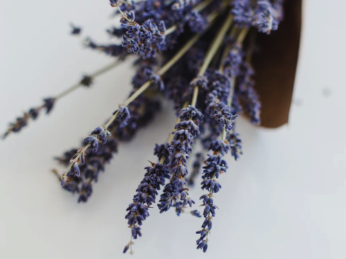 Bedste aroma diffusers  2026 – De 10 bedste netop nu